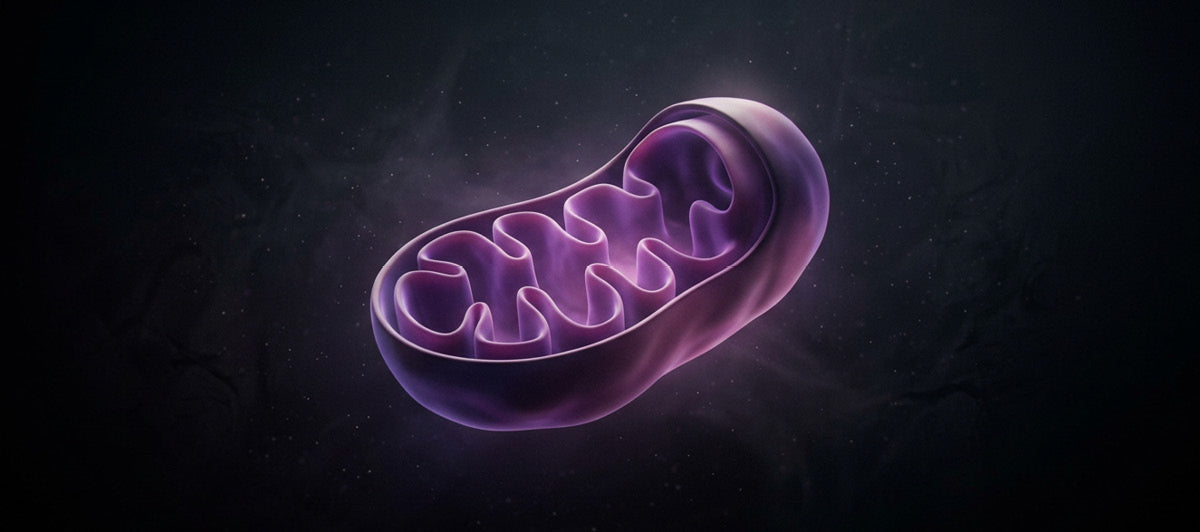 How do mitochondria produce energy? A simple guide to cellular energy