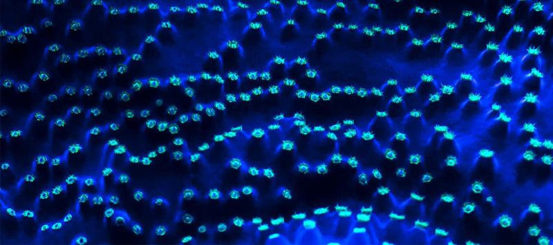 Thumbnail for 8 amazing discoveries in modern in cell biology