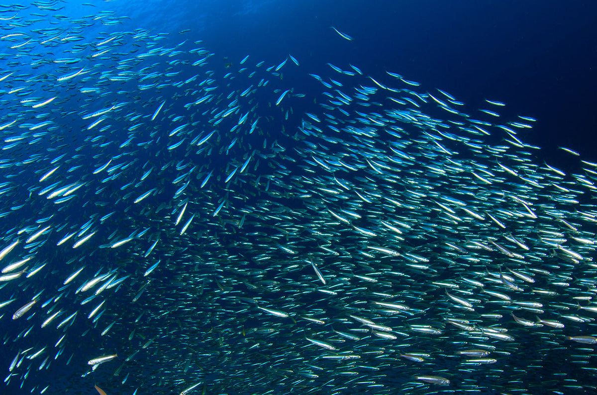 The best Omega-3 supplement for women: Essential benefits and tips