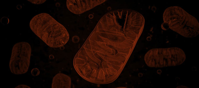 Thumbnail for ATP synthesis: what is ATP & how does your body make it?