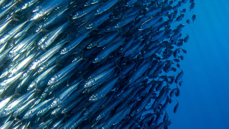 How high-purity EPA in fish oil can support your heart, brain, and long-term health
