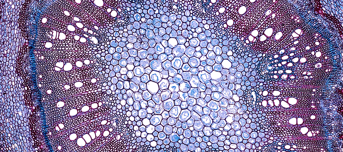 How to support damaged cells naturally