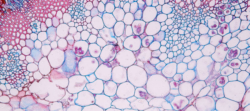 Thumbnail for Meet the zygote