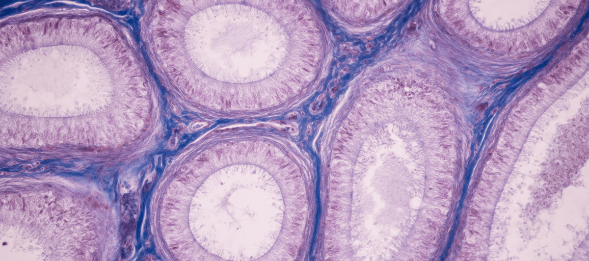 Mitochondrial health: the ultimate guide to unlocking longevity