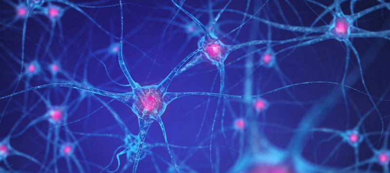 Thumbnail for Tips for building ‘happy’ neural pathways