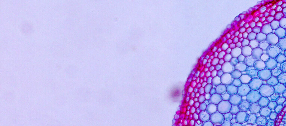 Understanding the mechanisms of cell regeneration