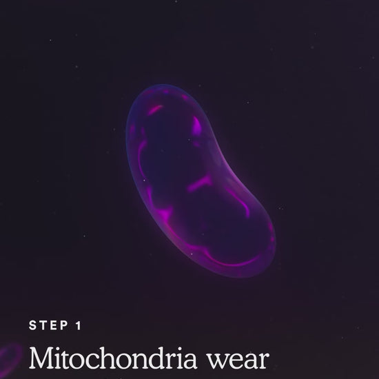 How MitoQ Pure Works